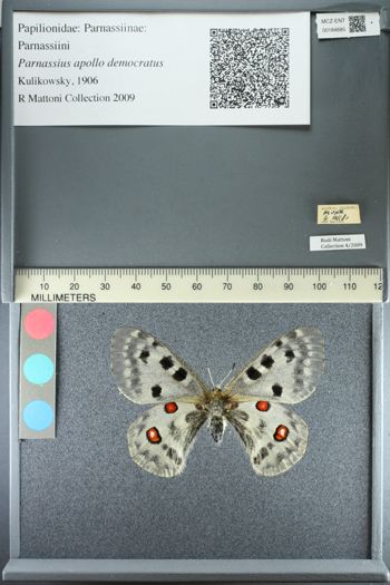 Media type: image;   Entomology 184685